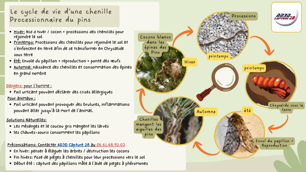 Ad3d Capture28 Deratisation Evreux 0
